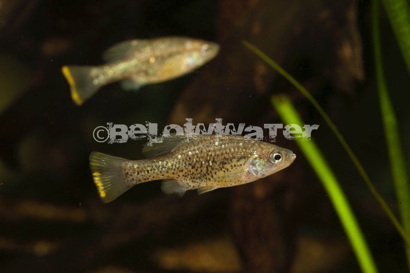Ameca splendens