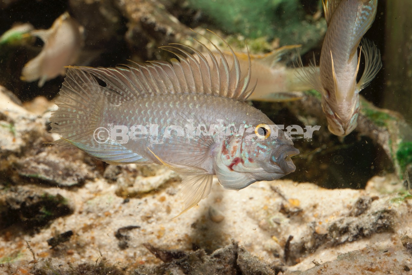 Apistogramma megastoma