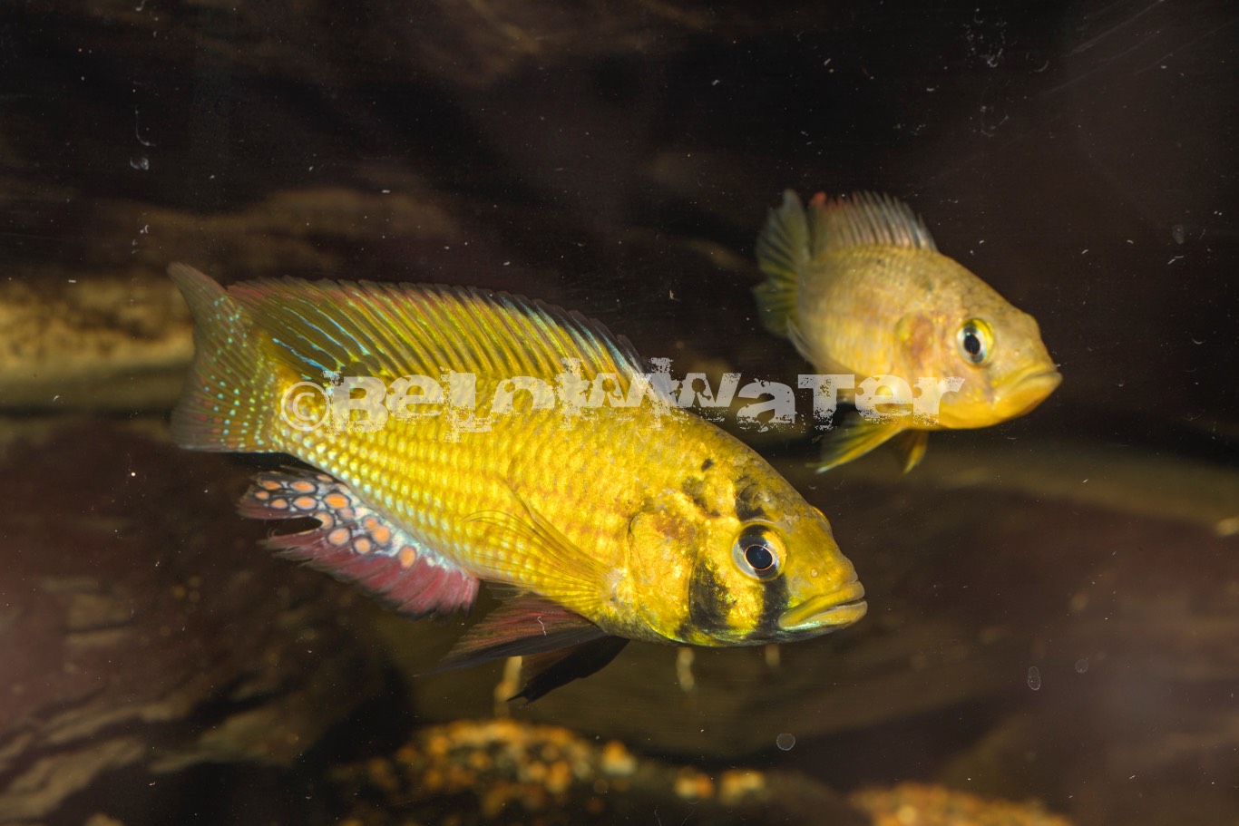 Astatereochromis alloaudi