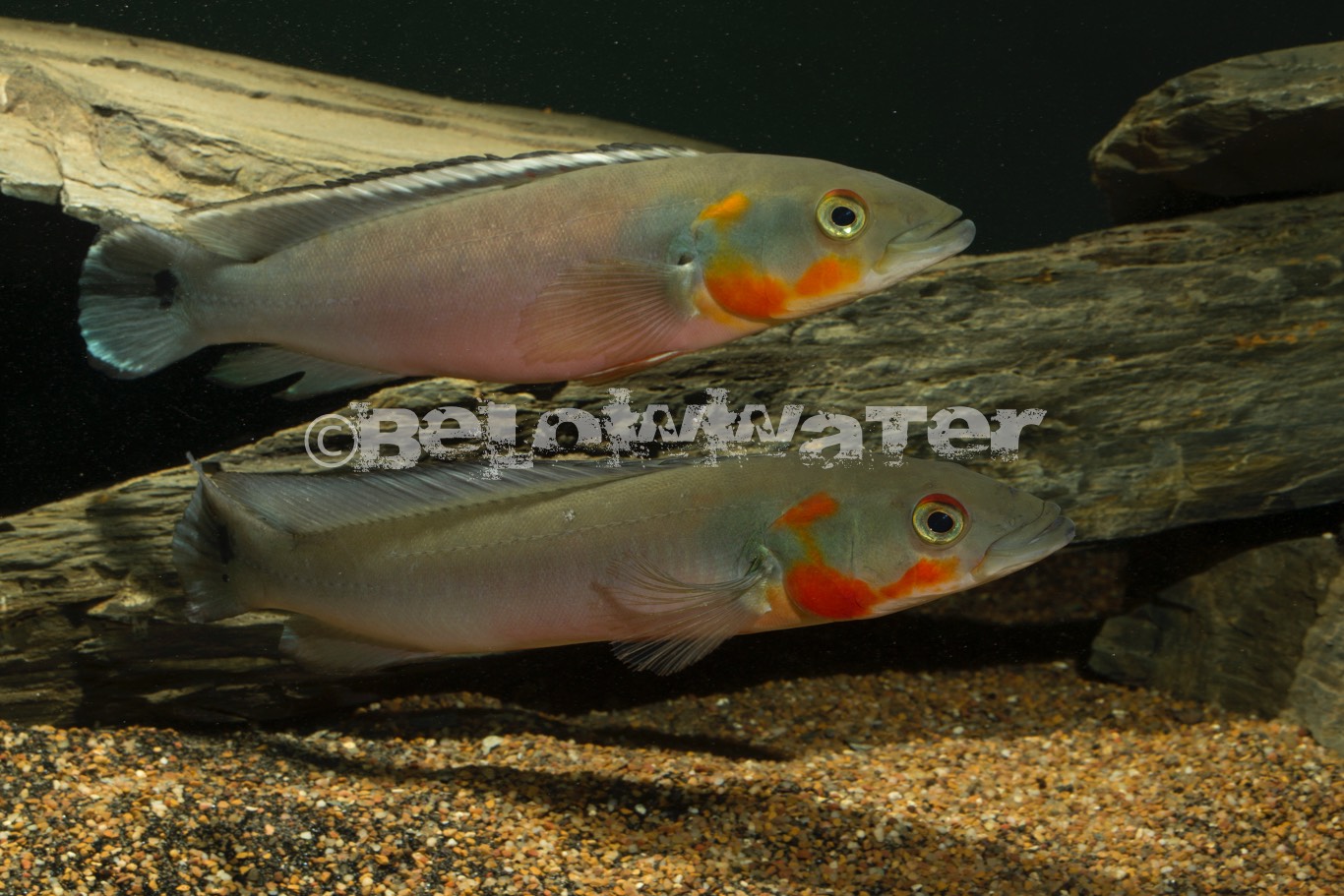 Crenicichla lugubris