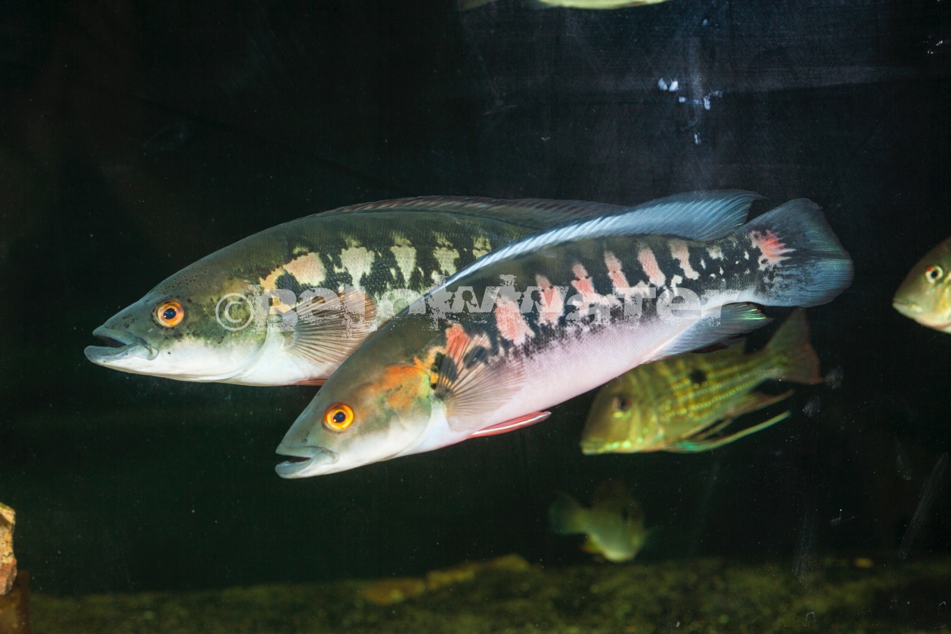 Crenicichla marmorata