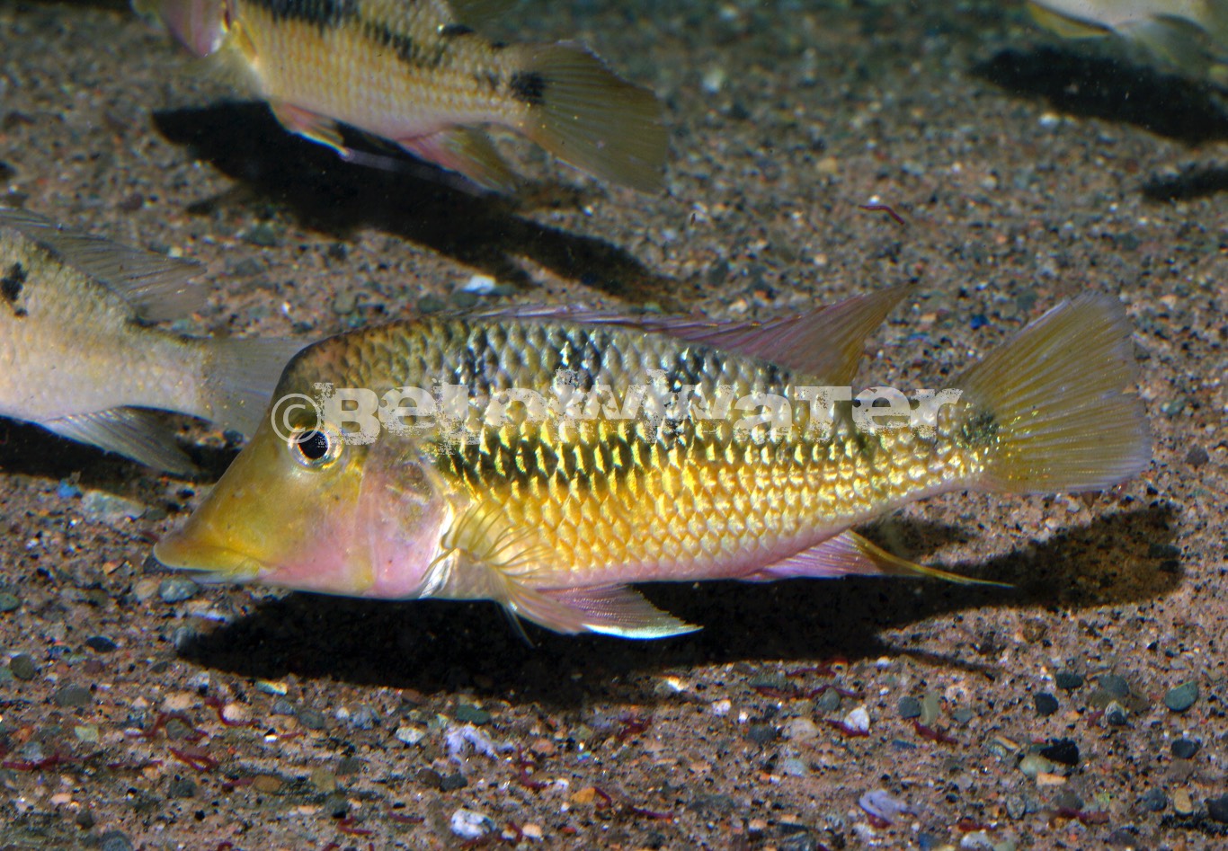 Geophagus crassilabris