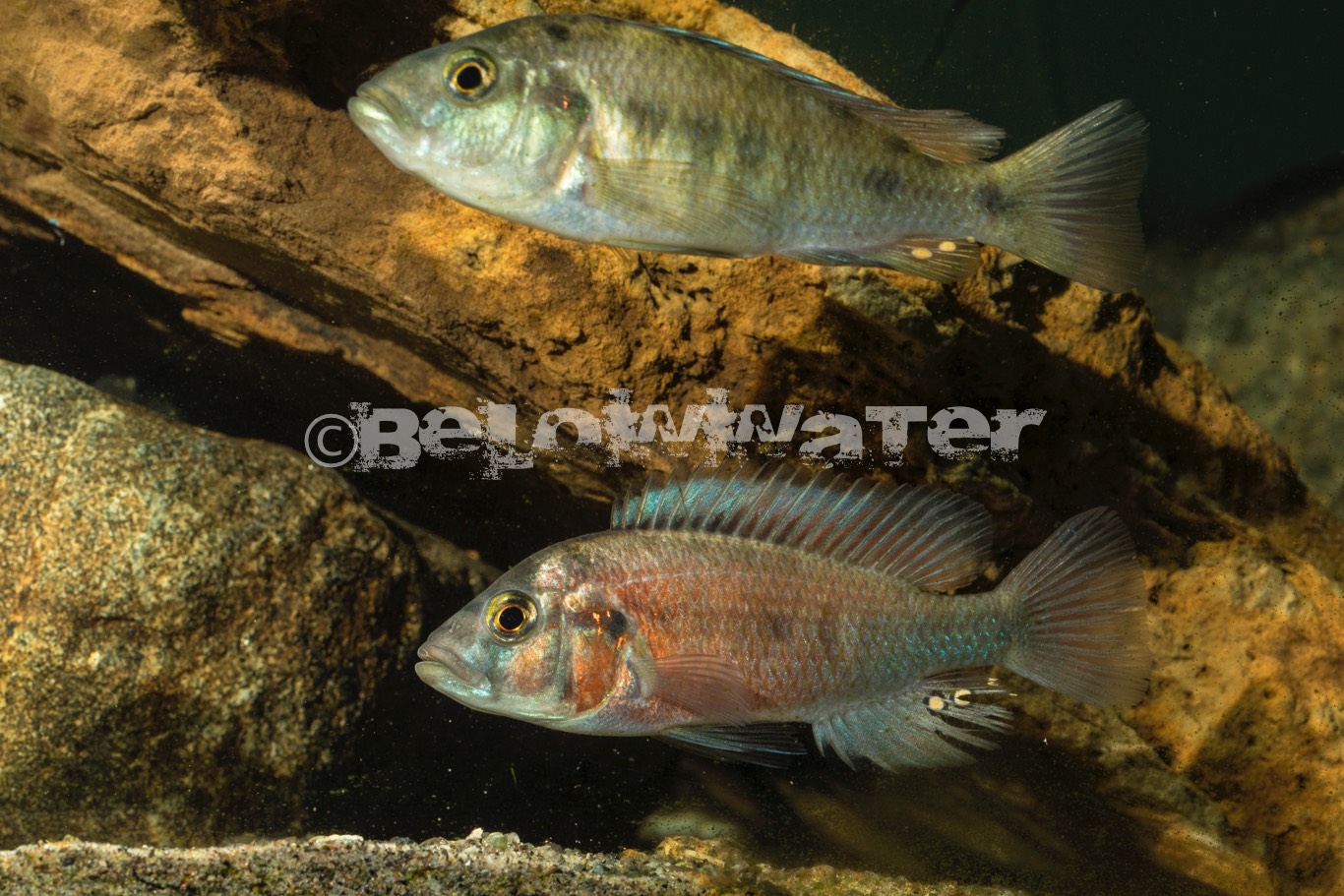 Haplochromis rubescens