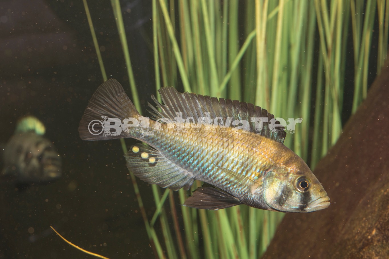 Haplochromis spec. /Cochon-2