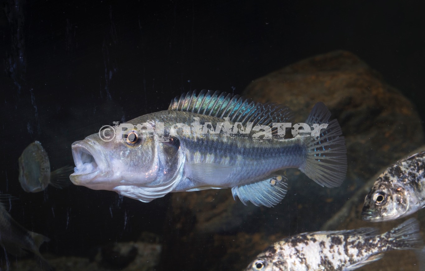 Haplochromis vittatus