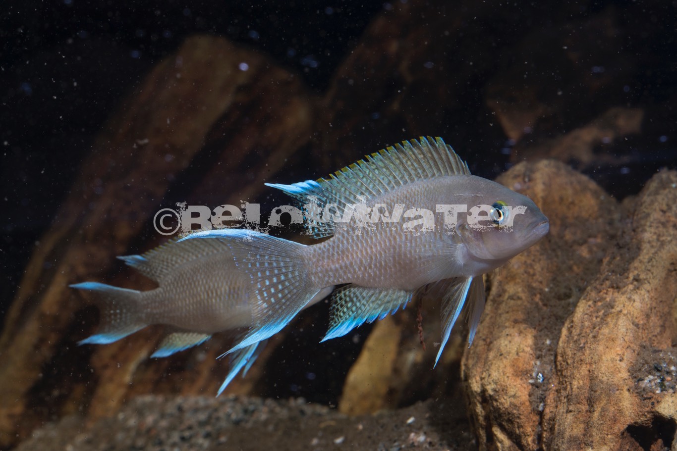 Neolamprologus marunguensis