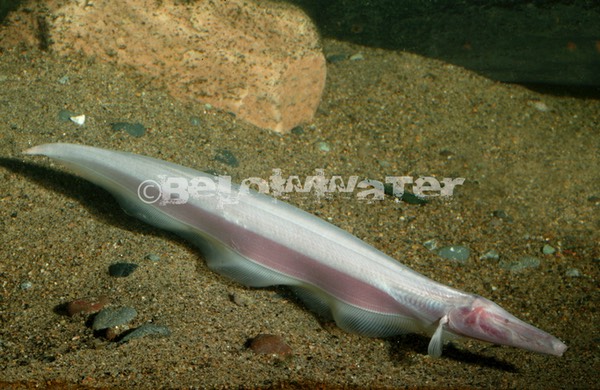 Orthosternarchus tamandua