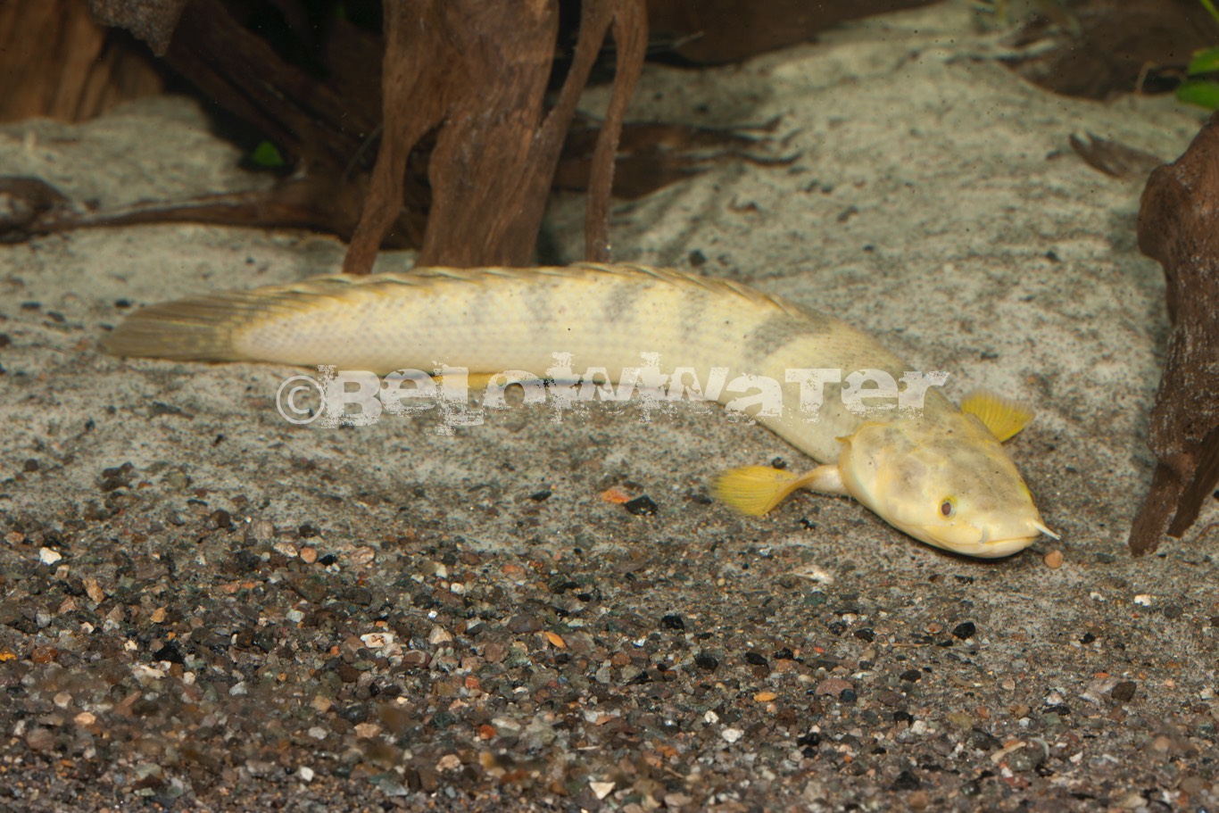 Polypterus weeksi /Albino