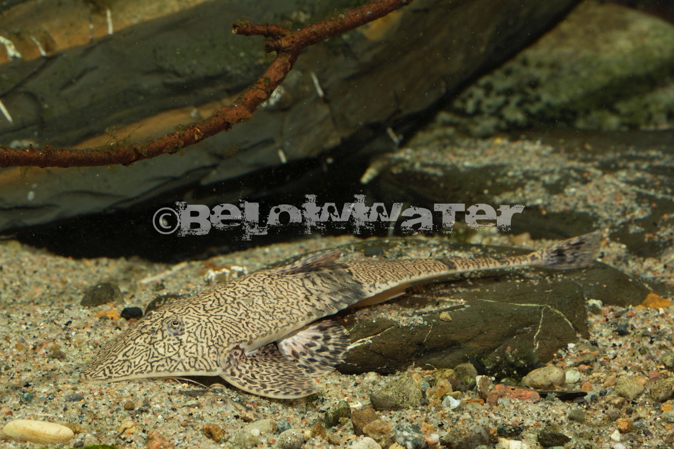 Pseudhemiodon apithanos