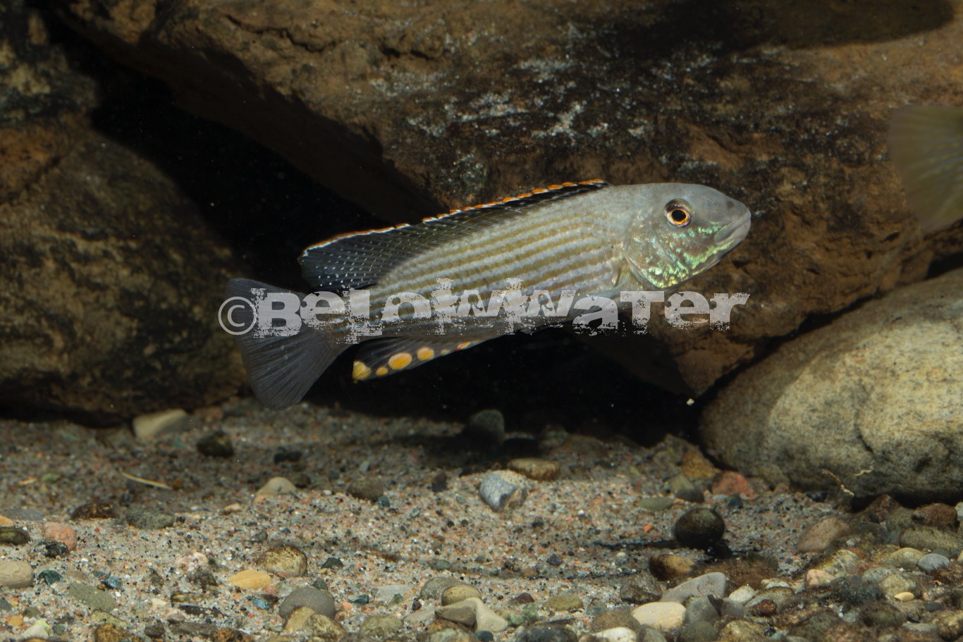 Schwetzochromis neodon