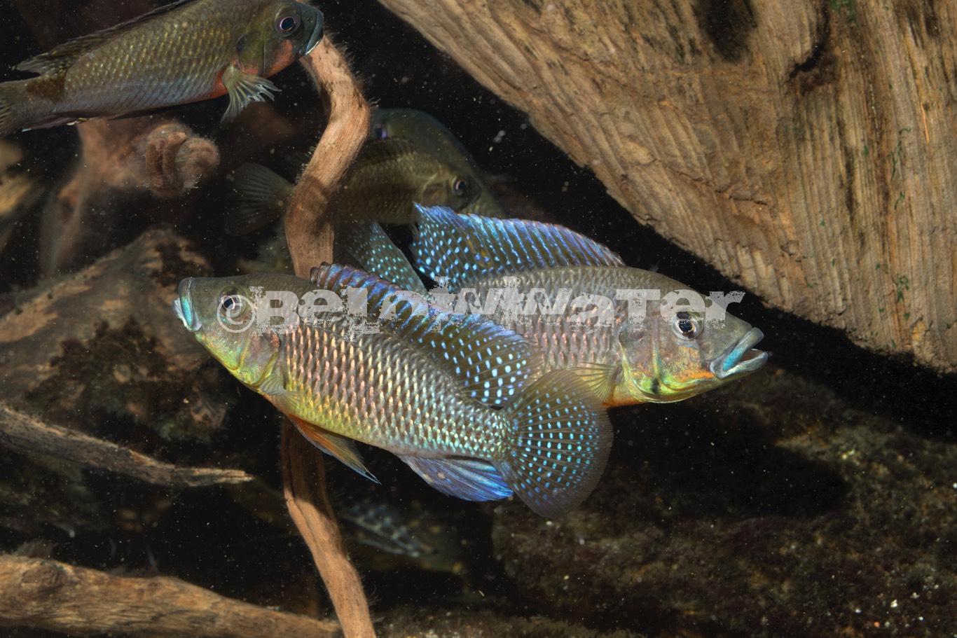 Thoracochromis callichromus