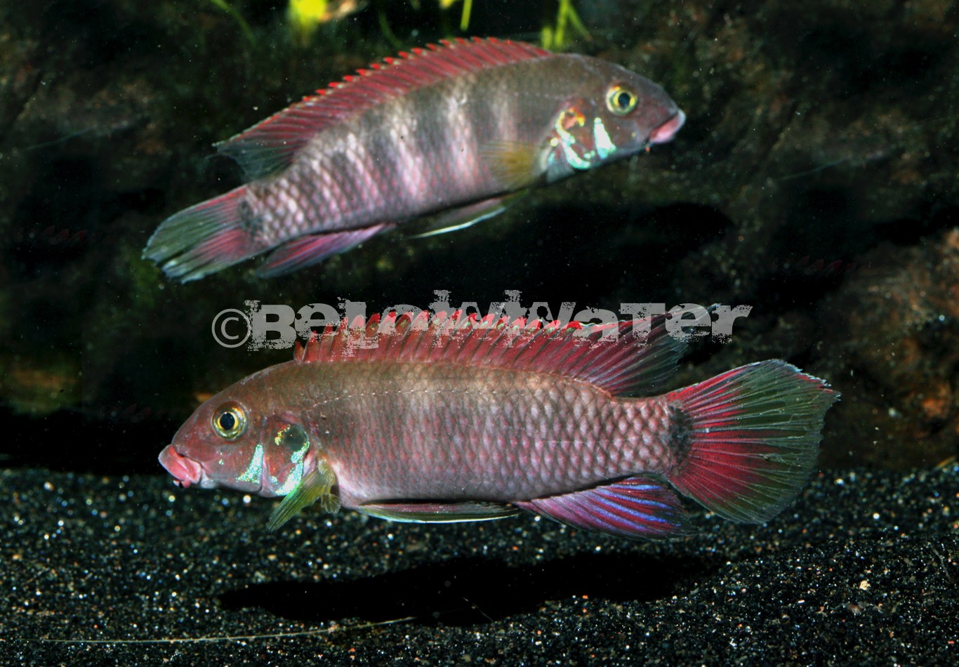 Wallaceochromis rubrolabiatus