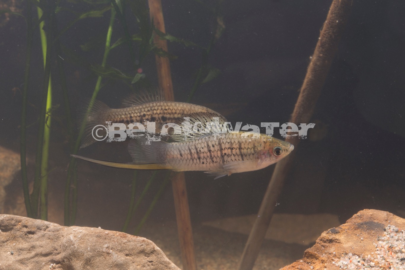 Xiphophorus nezahualcoyotl